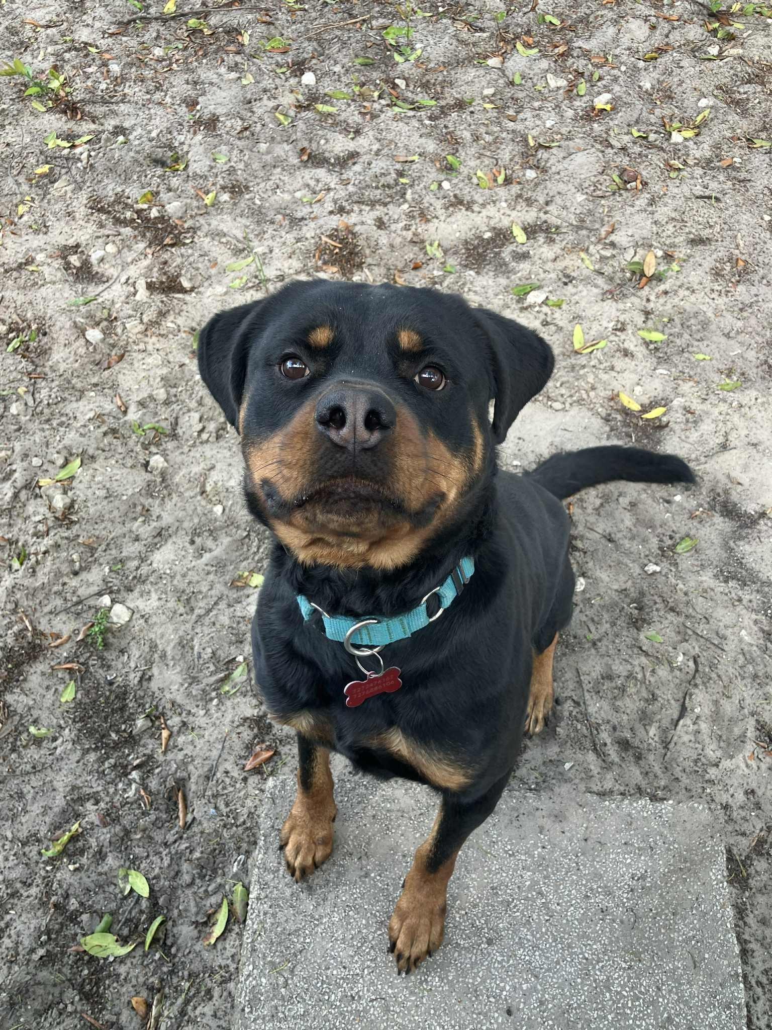 Enlarge Poe, a Adoptable Rottweiler in Deltona, FL image 3/3