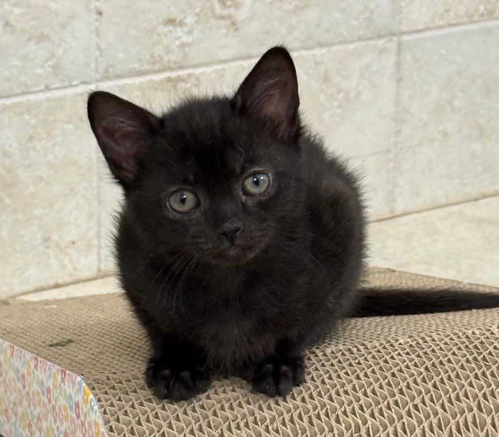 Nyx, Adoptable, Kitten Female Domestic Short Hair.