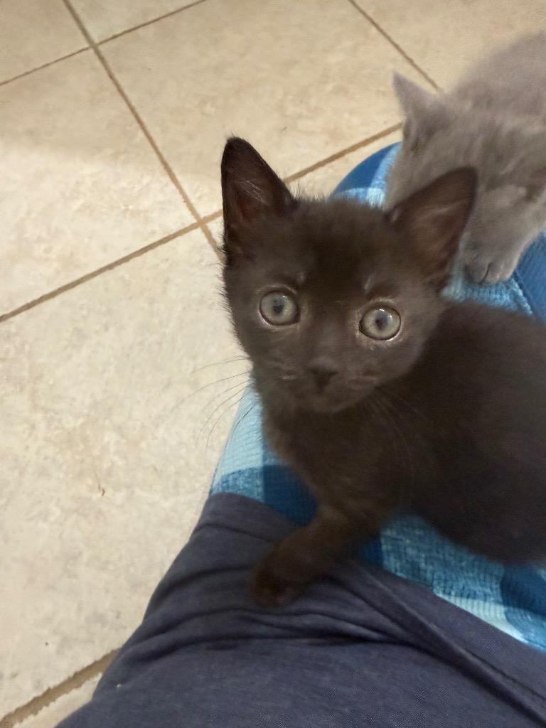 Enlarge Nyx, a Adoptable mixed breed in Evans, GA image 2/6