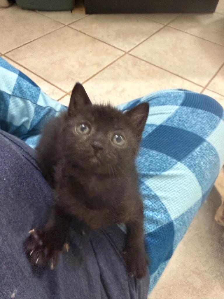 Enlarge Nyx, a Adoptable mixed breed in Evans, GA image 3/6