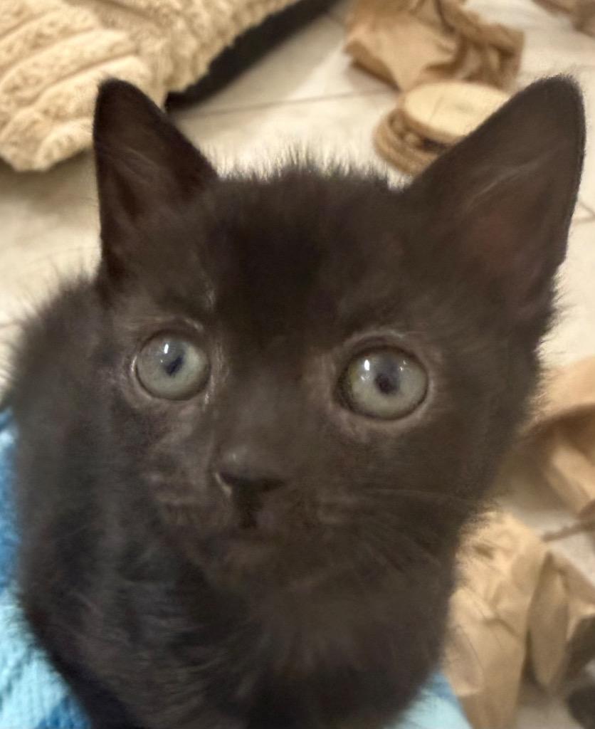 Enlarge Nyx, a Adoptable mixed breed in Evans, GA image 5/6