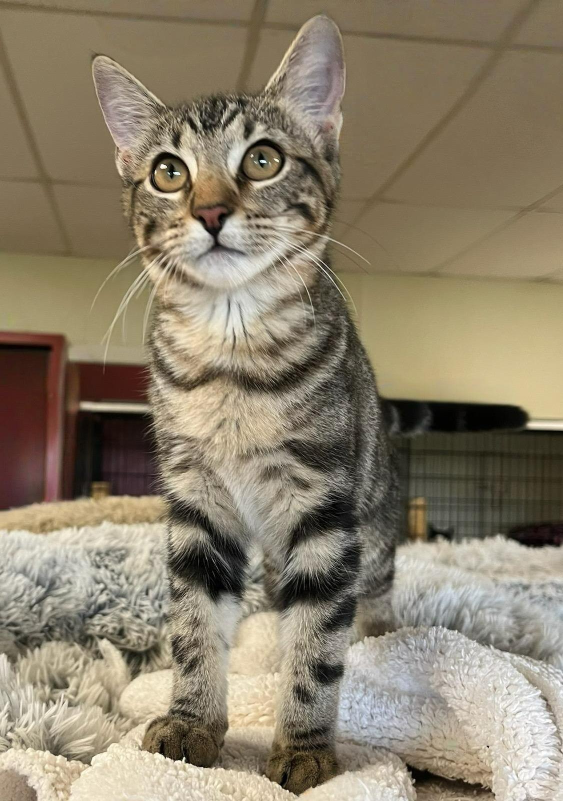 Lilybelle-Cute, Cuddly, and Ready to Steal Your Heart