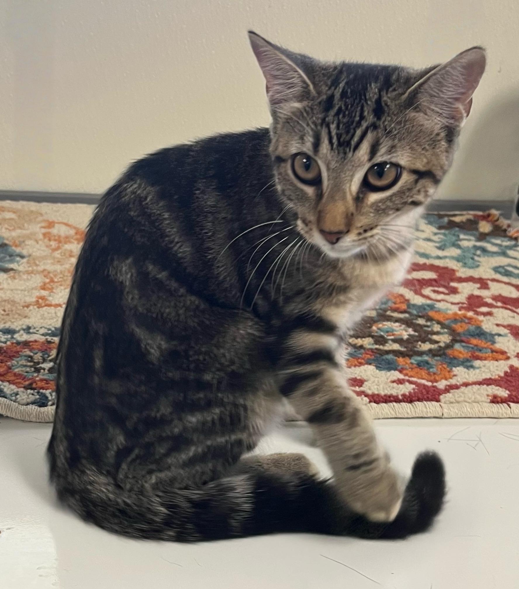 Lilybelle-Cute, Cuddly, and Ready to Steal Your Heart