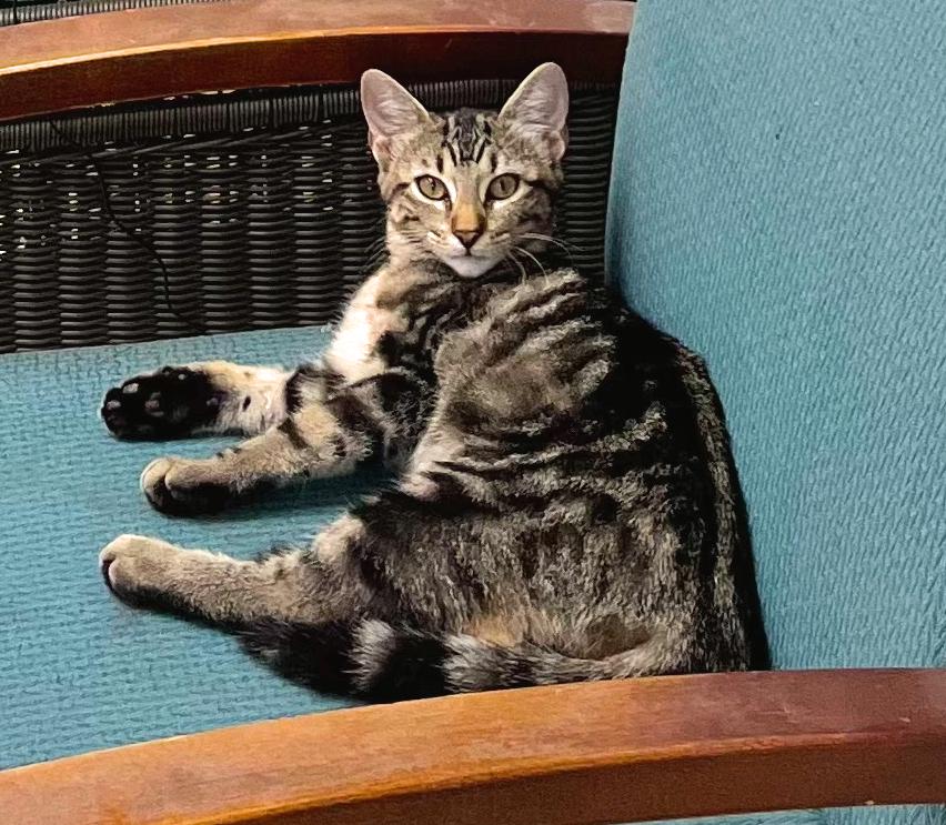 Lilybelle-Cute, Cuddly, and Ready to Steal Your Heart