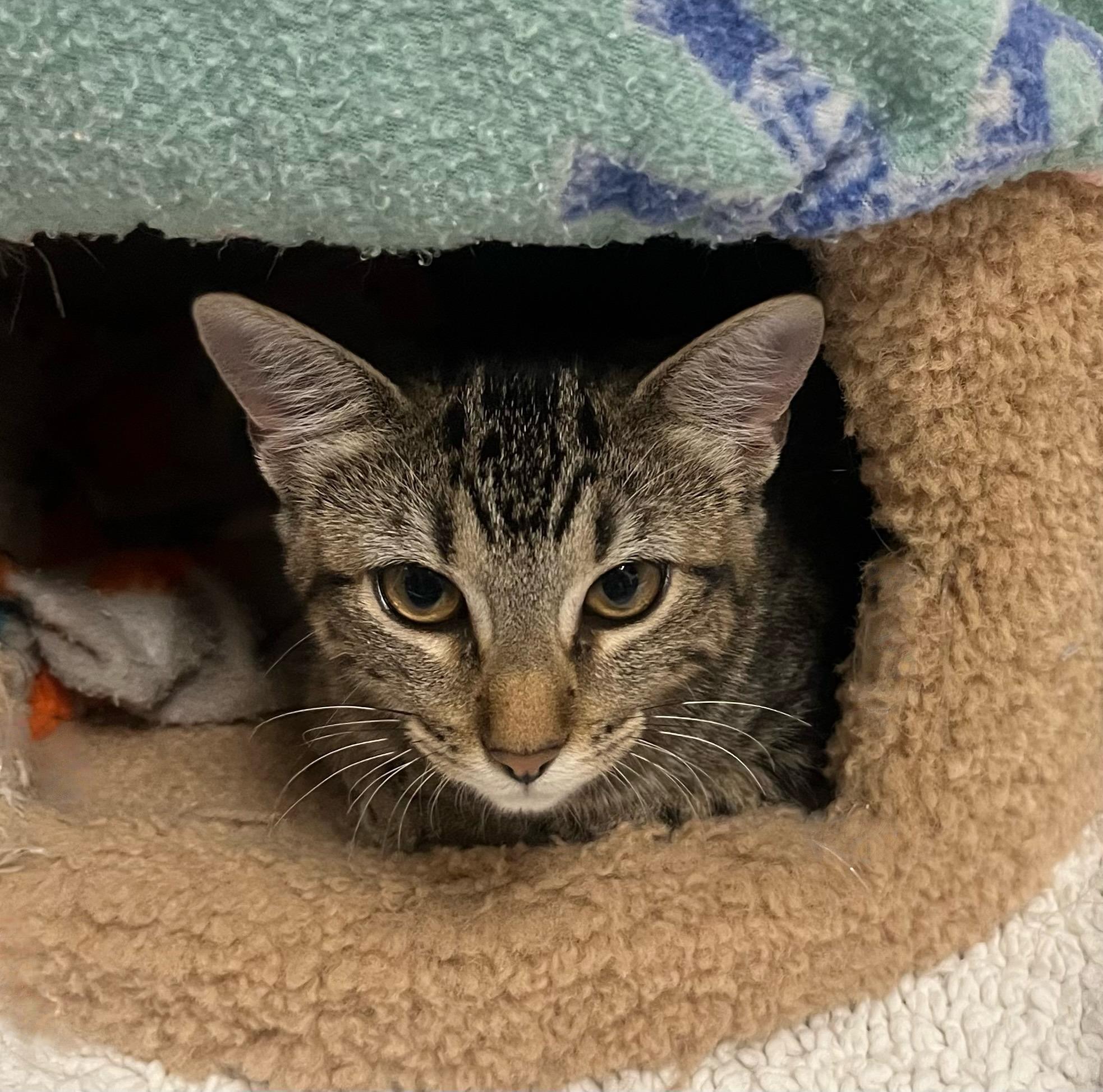 Lilybelle-Cute, Cuddly, and Ready to Steal Your Heart