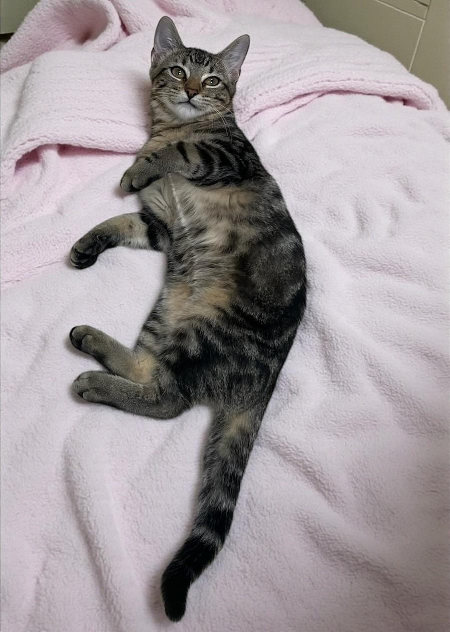 Lilybelle-Cute, Cuddly, and Ready to Steal Your Heart