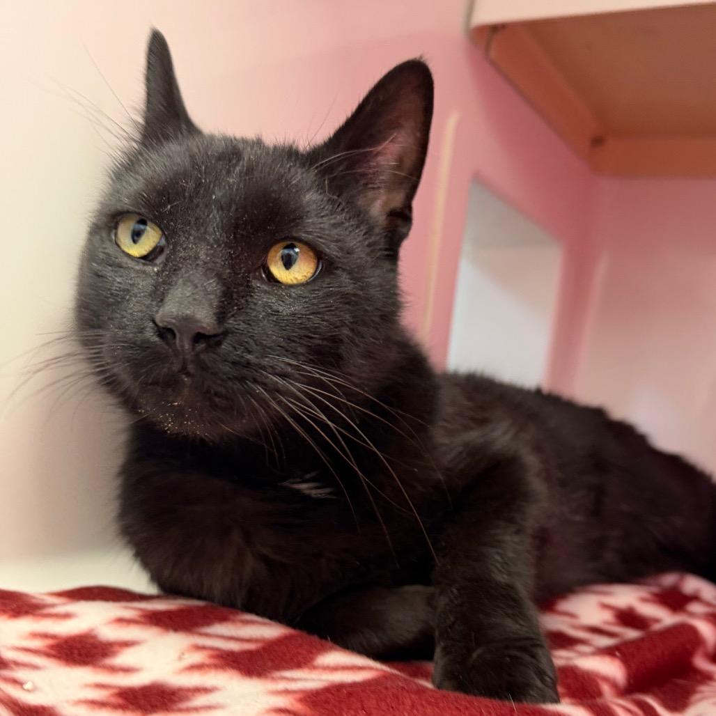 Enlarge Bagheera, a Adoptable Domestic Short Hair in Watertown, NY image 1/4