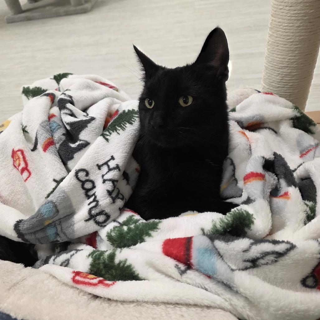 Enlarge Bagheera, a Adoptable Domestic Short Hair in Watertown, NY image 2/4