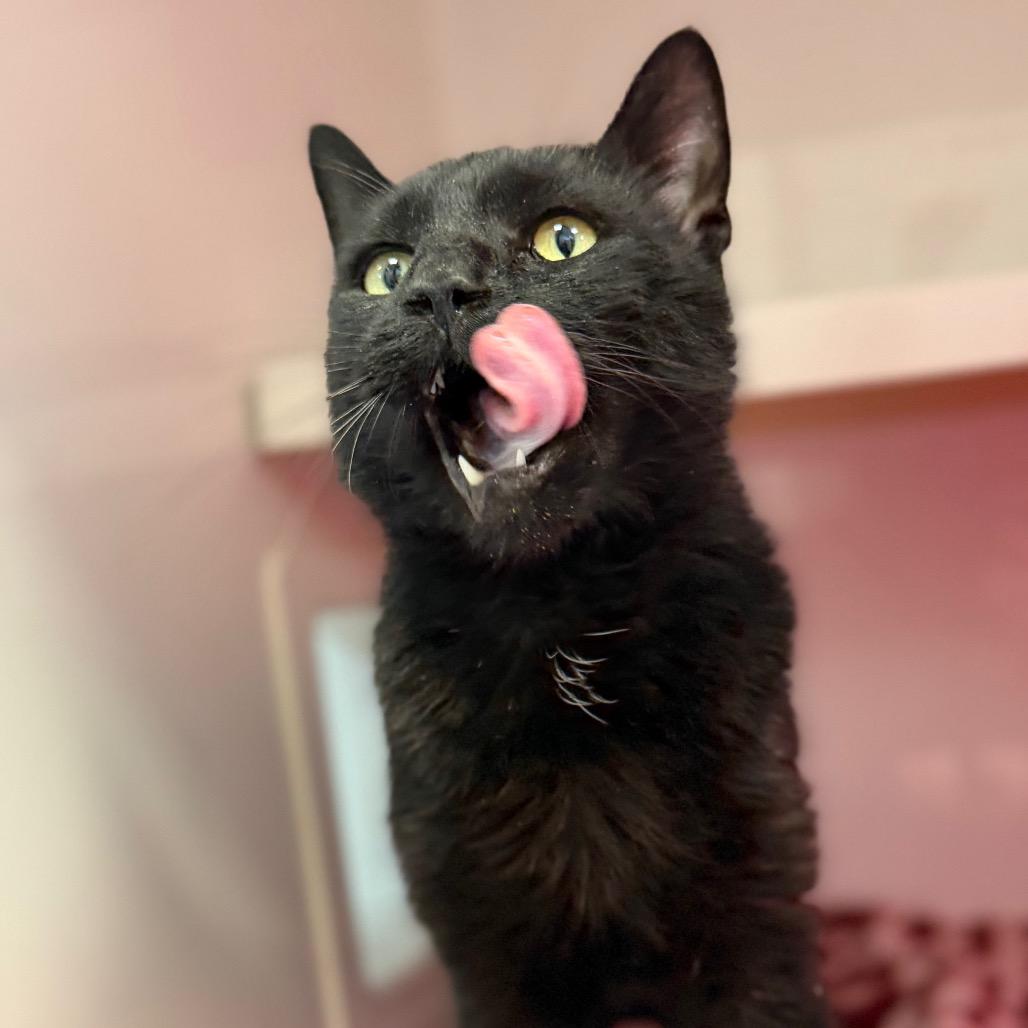 Enlarge Bagheera, a Adoptable Domestic Short Hair in Watertown, NY image 3/4