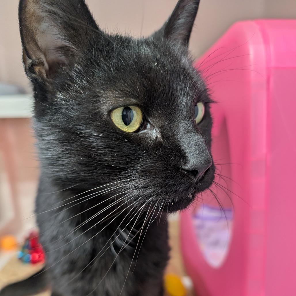 Enlarge Bagheera, a Adoptable Domestic Short Hair in Watertown, NY image 4/4