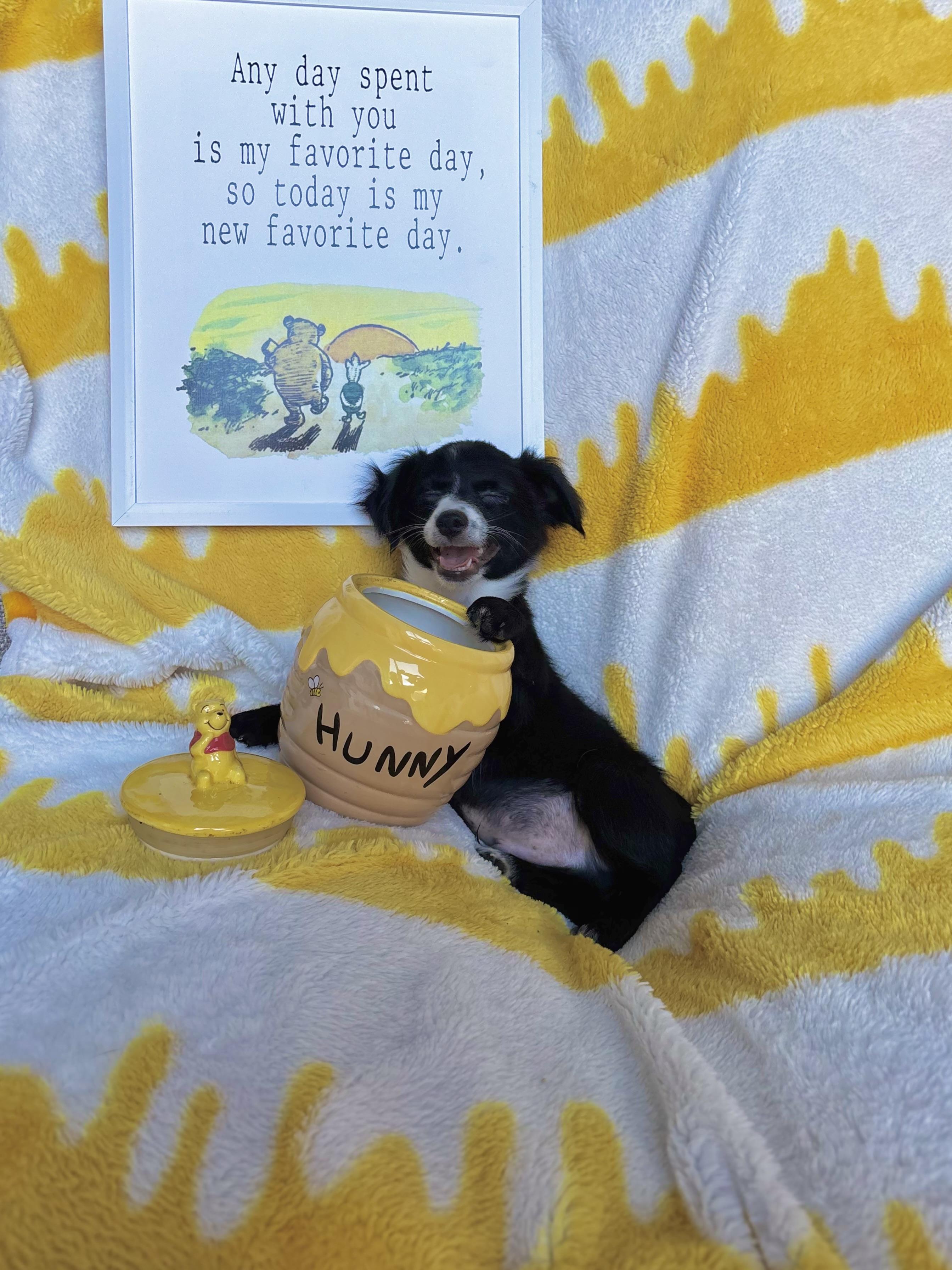 Enlarge Eeyore - Winnie the Pooh Litter, a Adopted mixed breed in Benbrook, TX image 5/6
