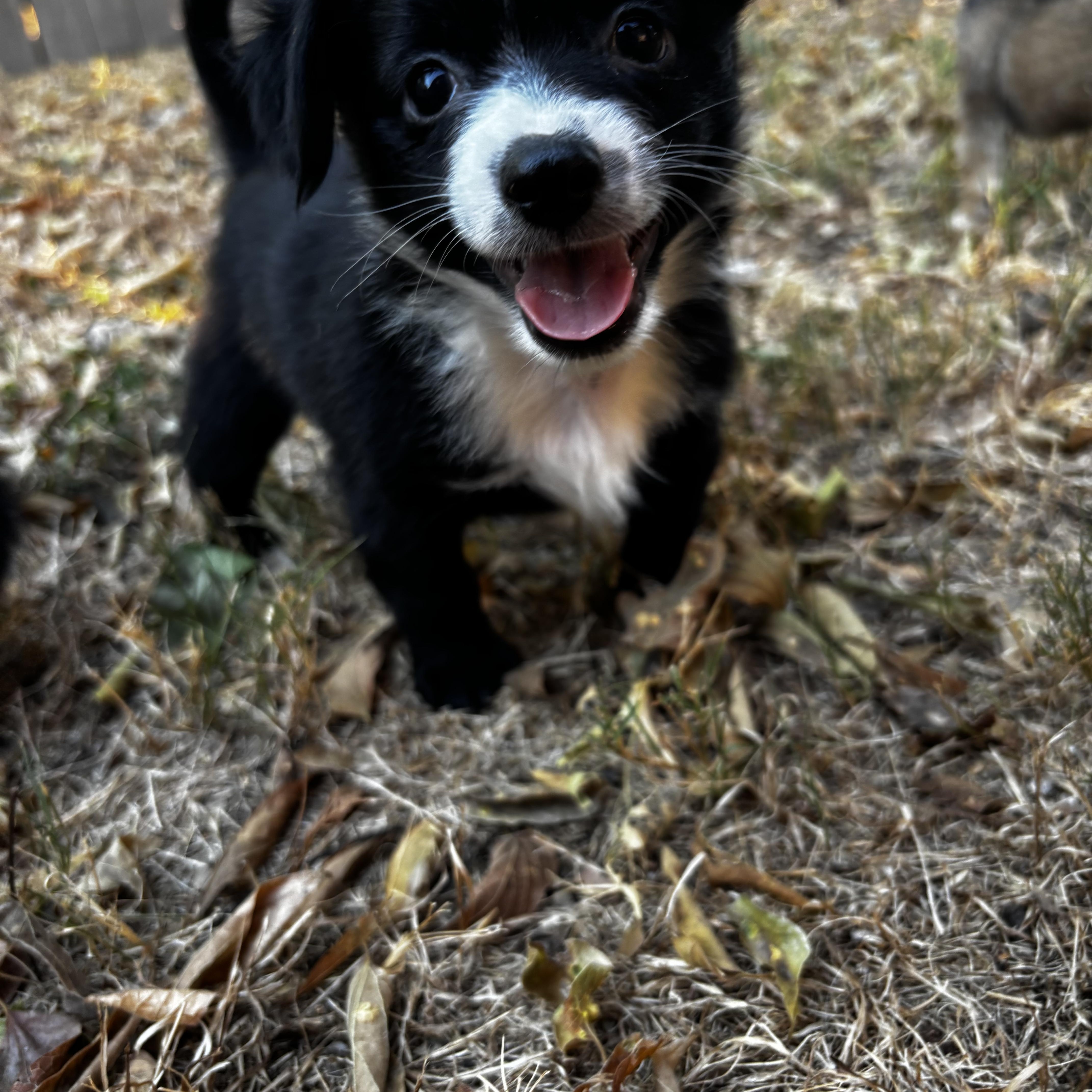 Enlarge Eeyore - Winnie the Pooh Litter, a Adopted mixed breed in Benbrook, TX image 6/6