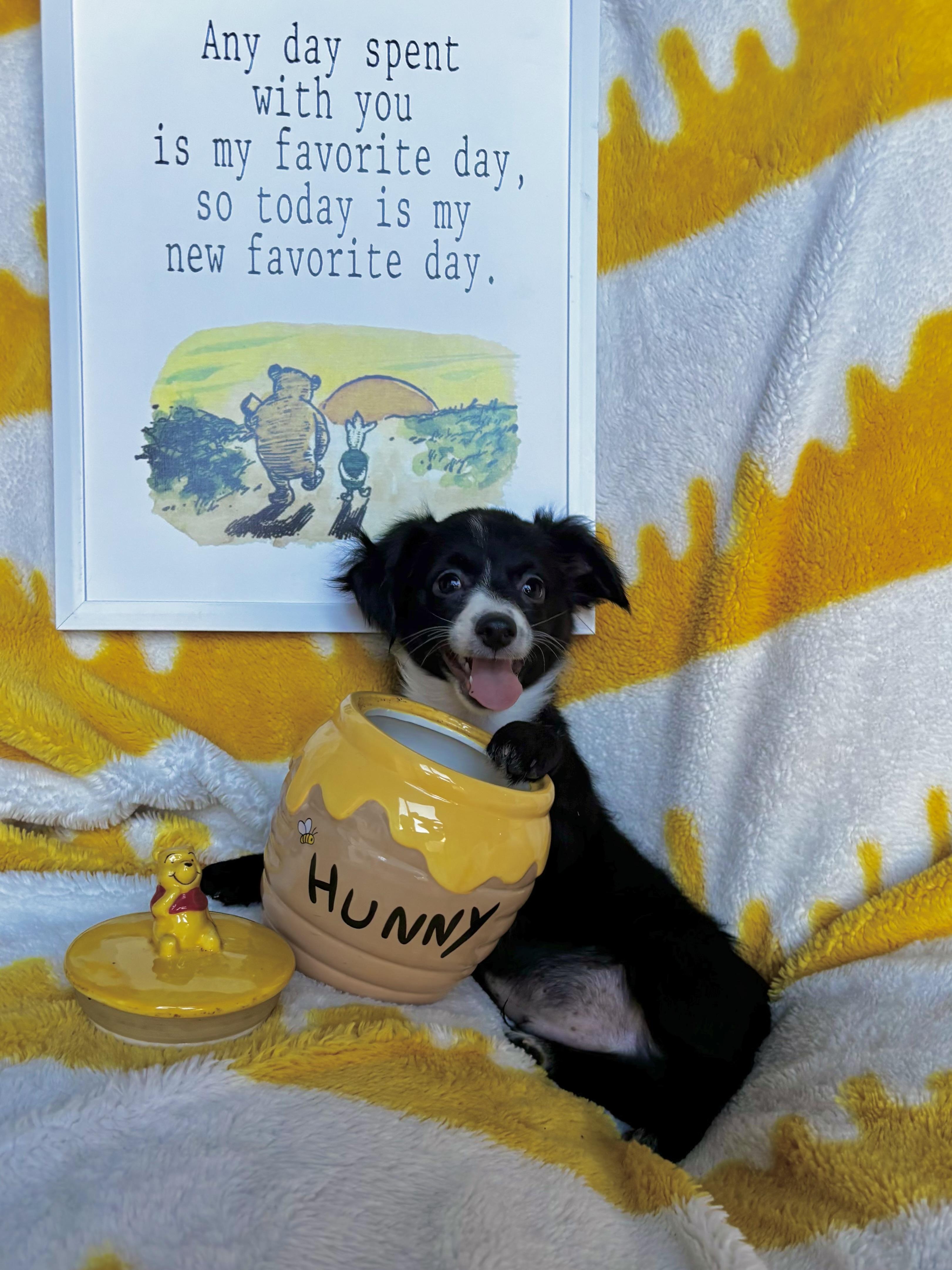 Enlarge Eeyore - Winnie the Pooh Litter, a Adopted mixed breed in Benbrook, TX image 2/6