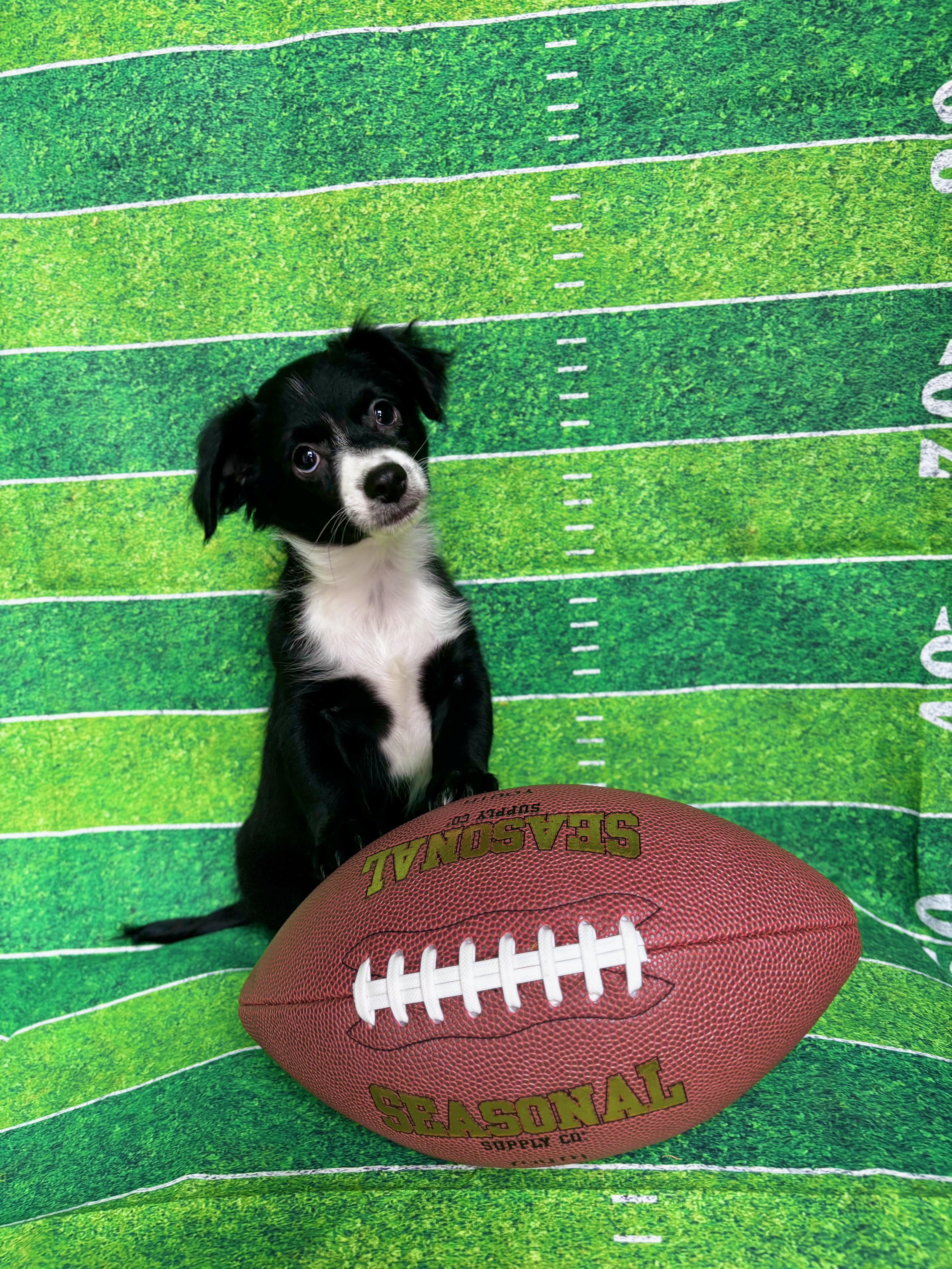 Eeyore - Winnie the Pooh Litter, Adopted, Puppy Male Dachshund (Long Haired) & Miniature Schnauzer.