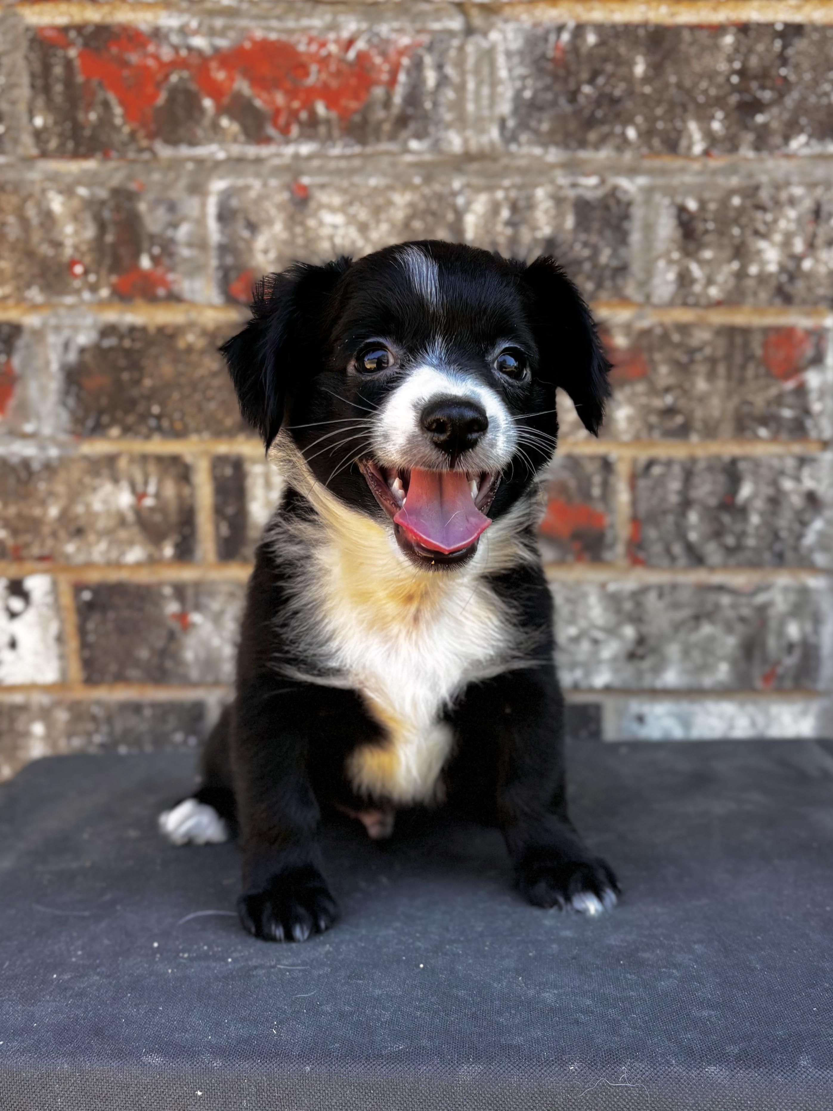 Enlarge Eeyore - Winnie the Pooh Litter, a Adopted mixed breed in Benbrook, TX image 3/6
