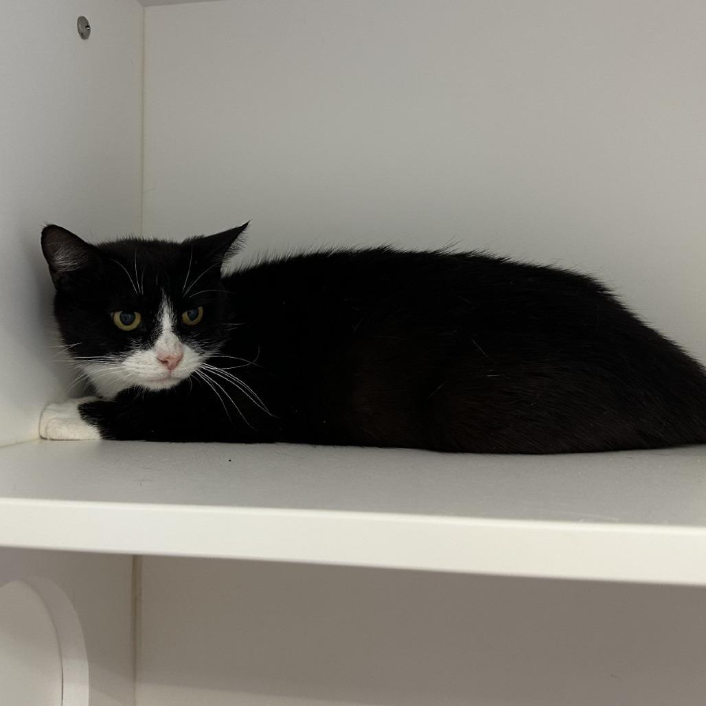 Apricot, Adoptable, Adult Female Domestic Short Hair.