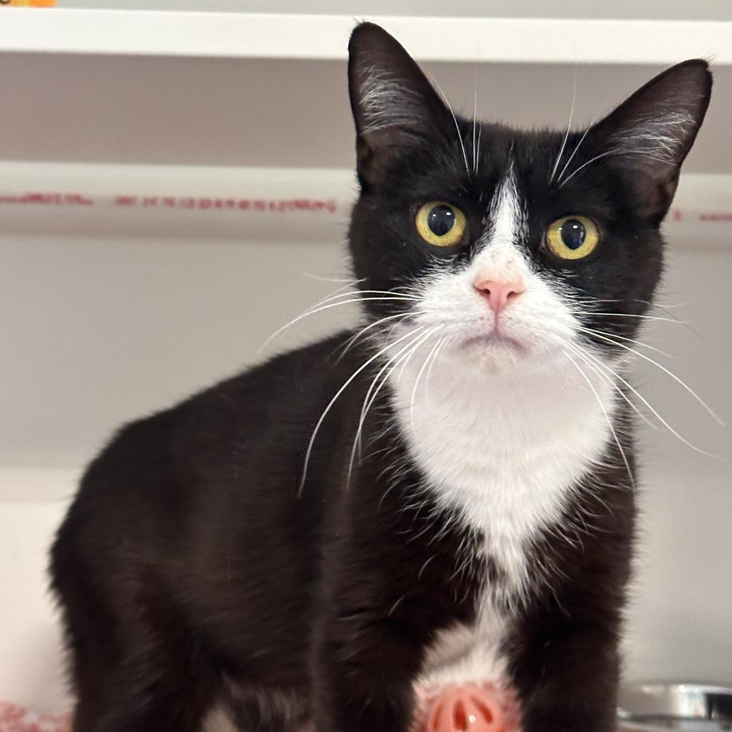 Apricot, a Adoptable Domestic Short Hair in Greensboro, NC image 2/4