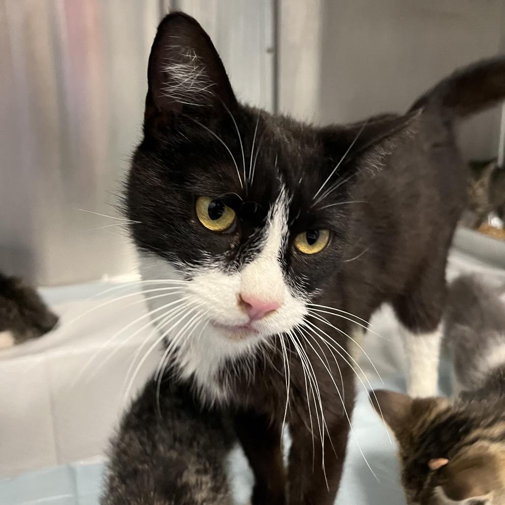 Apricot, a Adoptable Domestic Short Hair in Greensboro, NC image 3/4