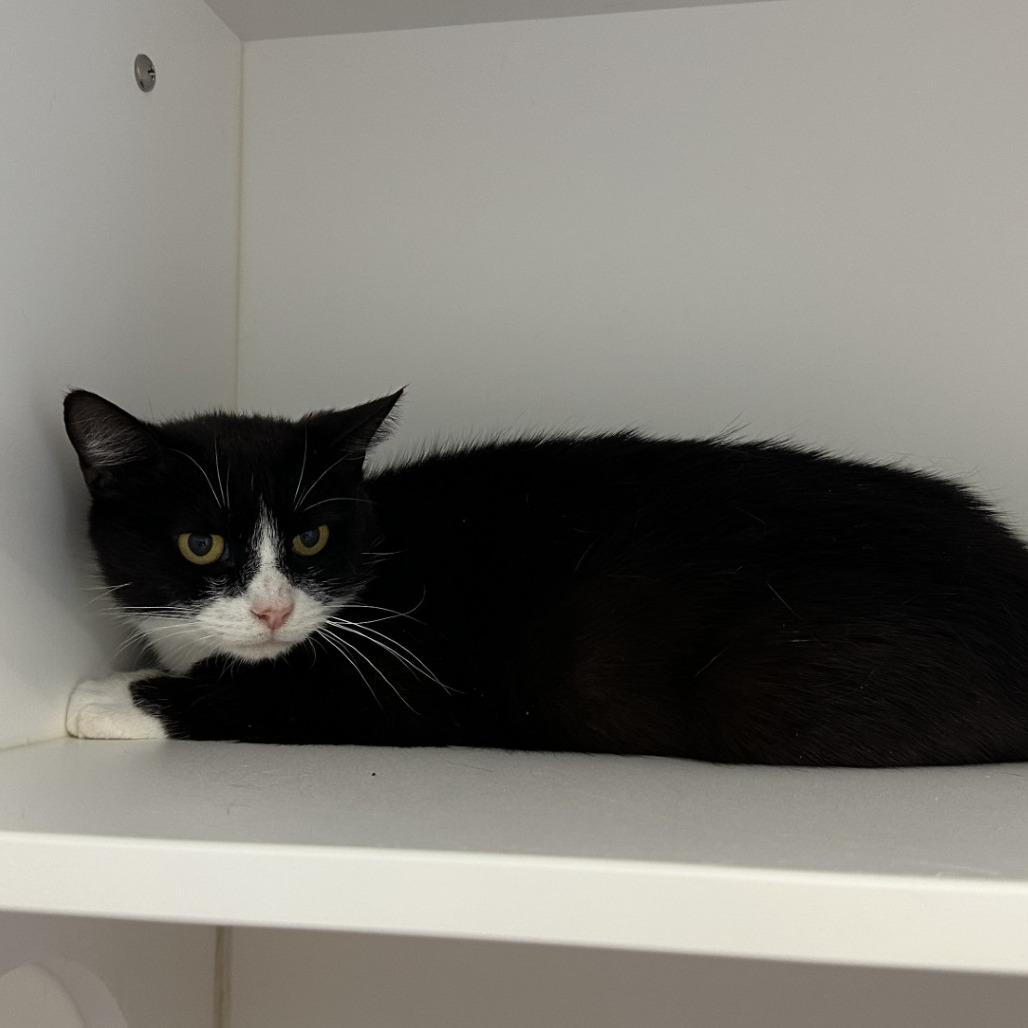 Apricot, a Adoptable Domestic Short Hair in Greensboro, NC image 4/4