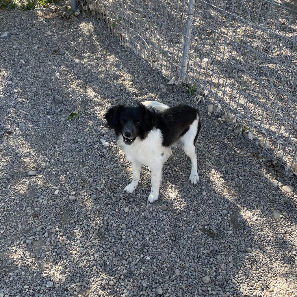 Hubie (Hoo-bee), Adoptable, Adult Male Chihuahua & Dachshund.