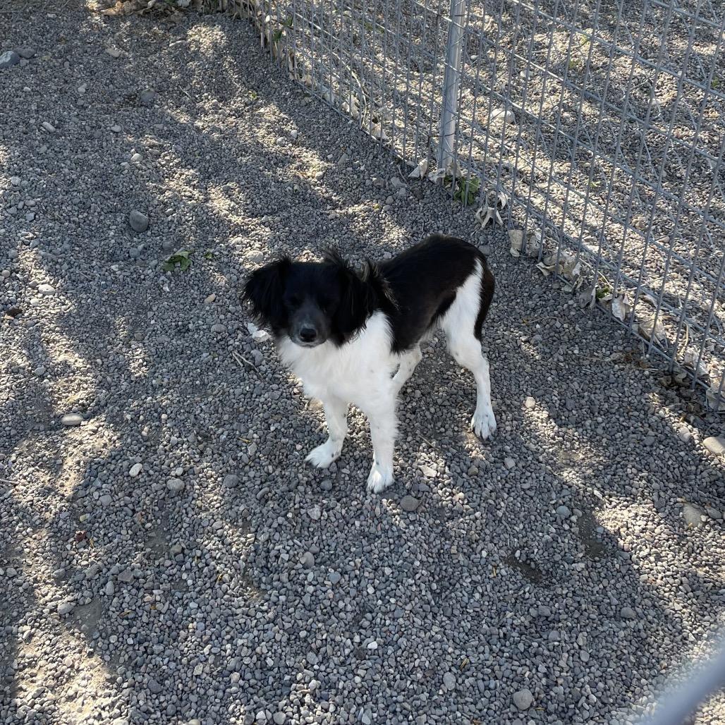 Enlarge Hubie (Hoo-bee), a Adoptable mixed breed in Rexburg, ID image 2/3