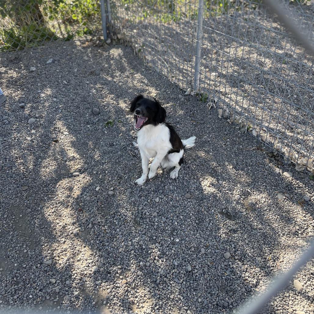 Enlarge Hubie (Hoo-bee), a Adoptable mixed breed in Rexburg, ID image 3/3