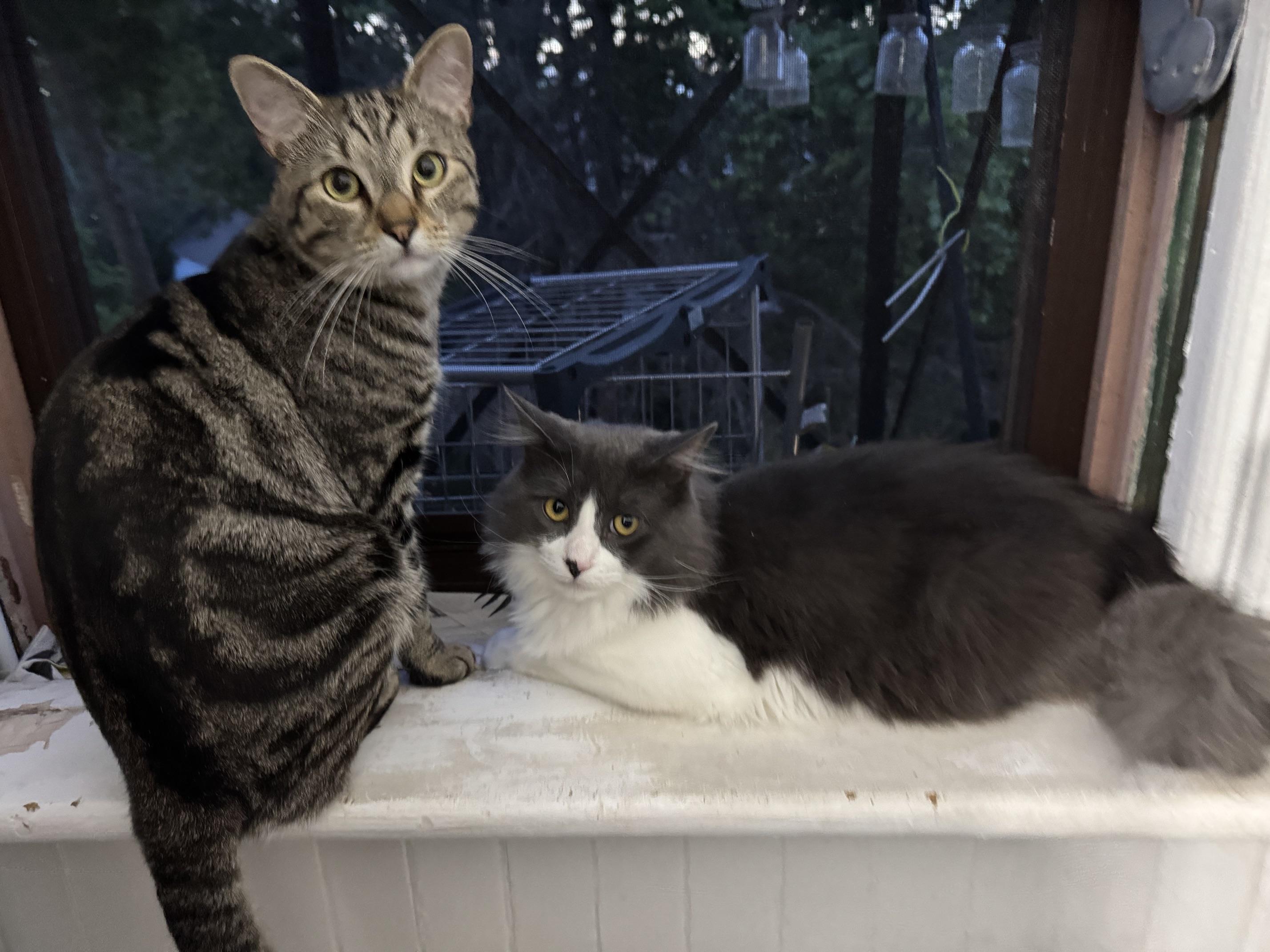 Fenrir & Poseidon, ADOPTABLE, Young Male Domestic Long Hair.
