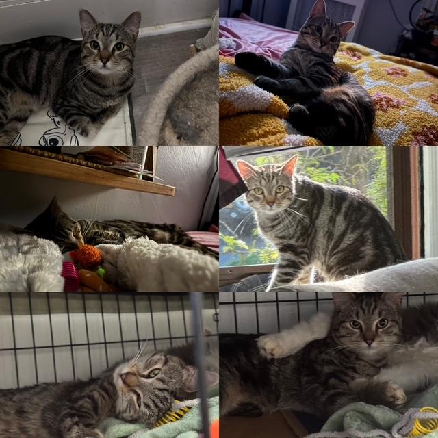 Fenrir & Poseidon, a ADOPTABLE mixed breed in Schenectady, NY image 5/5