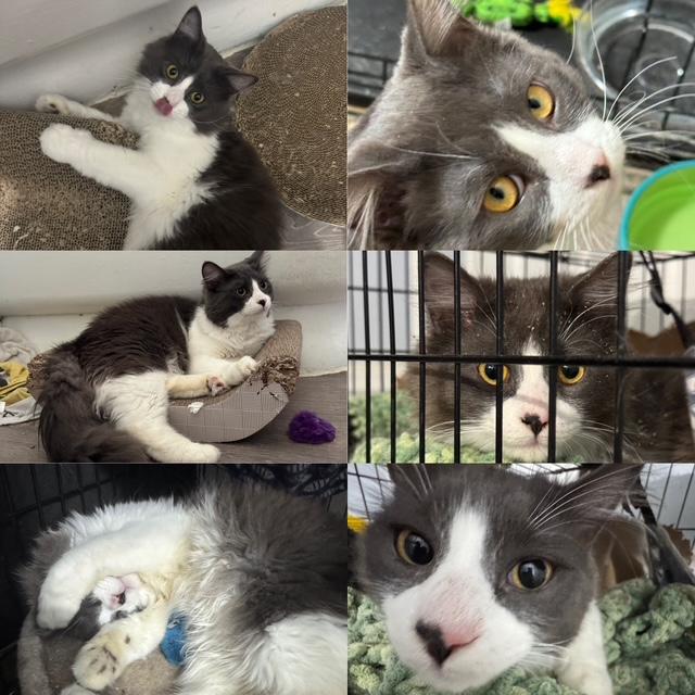 Fenrir & Poseidon, a ADOPTABLE mixed breed in Schenectady, NY image 3/5
