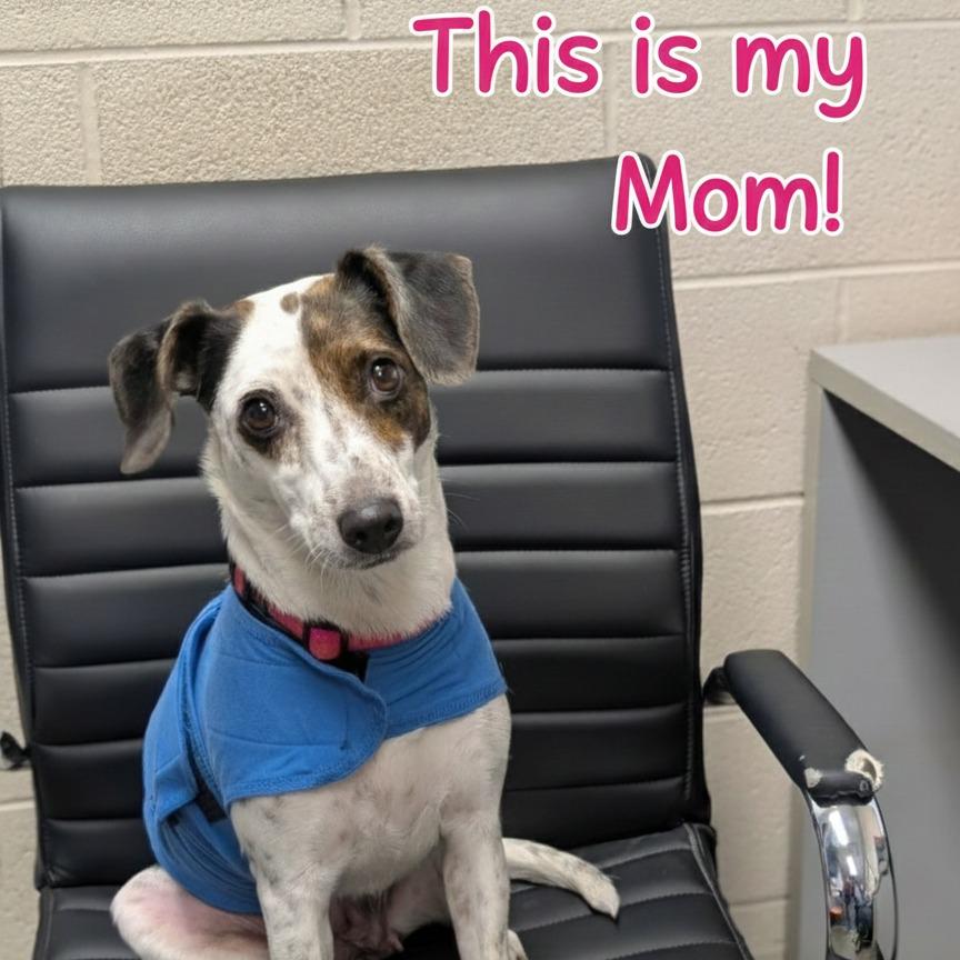 Grateful, Adoptable, Puppy Male Mixed Breed.