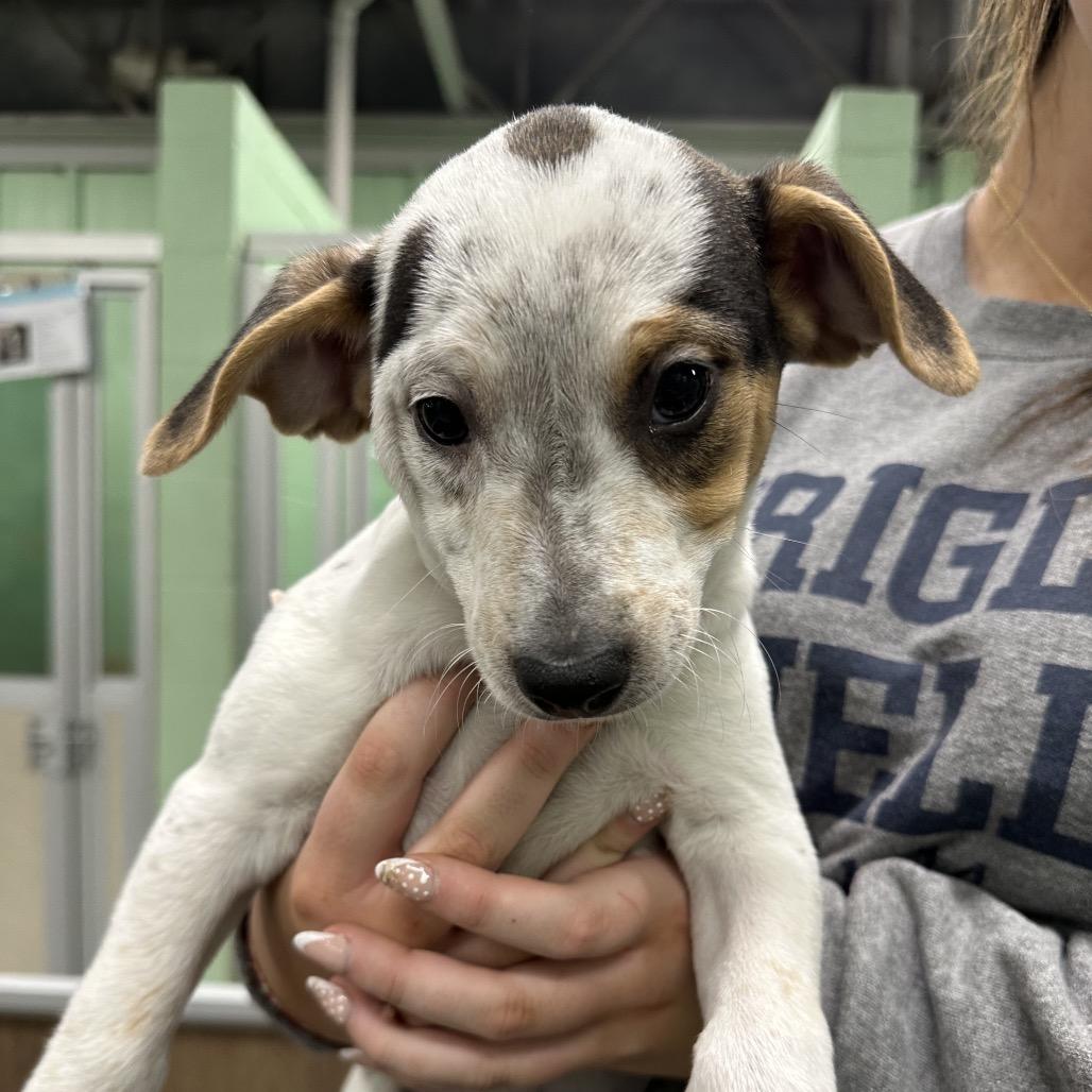 Enlarge Grateful, a Adoptable Mixed Breed in DeKalb, IL image 2/4
