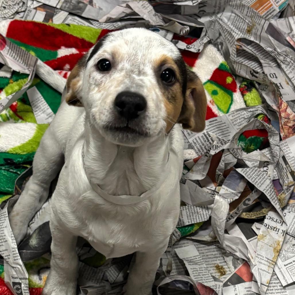 Enlarge Grateful, a Adoptable Mixed Breed in DeKalb, IL image 3/4