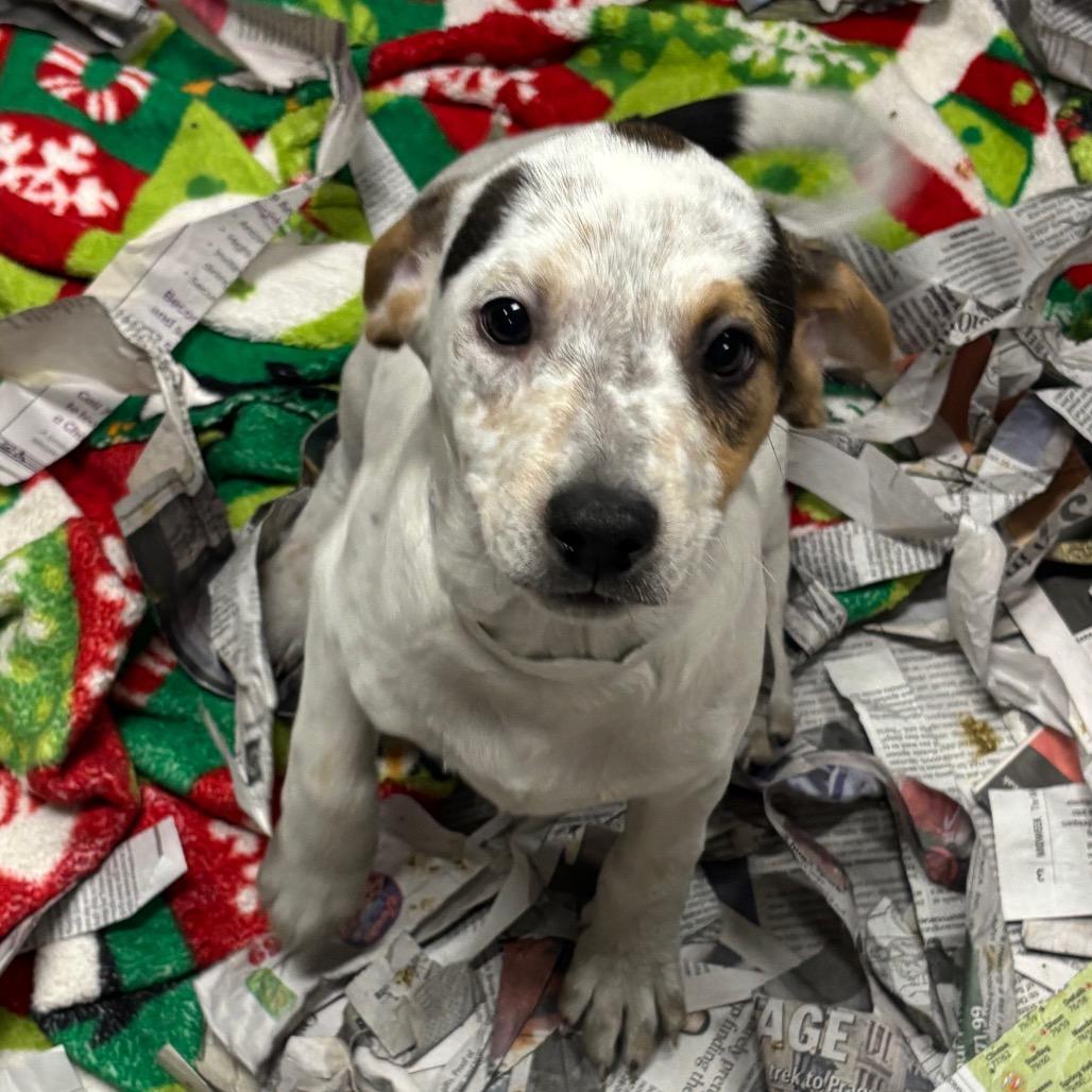 Enlarge Grateful, a Adoptable Mixed Breed in DeKalb, IL image 4/4