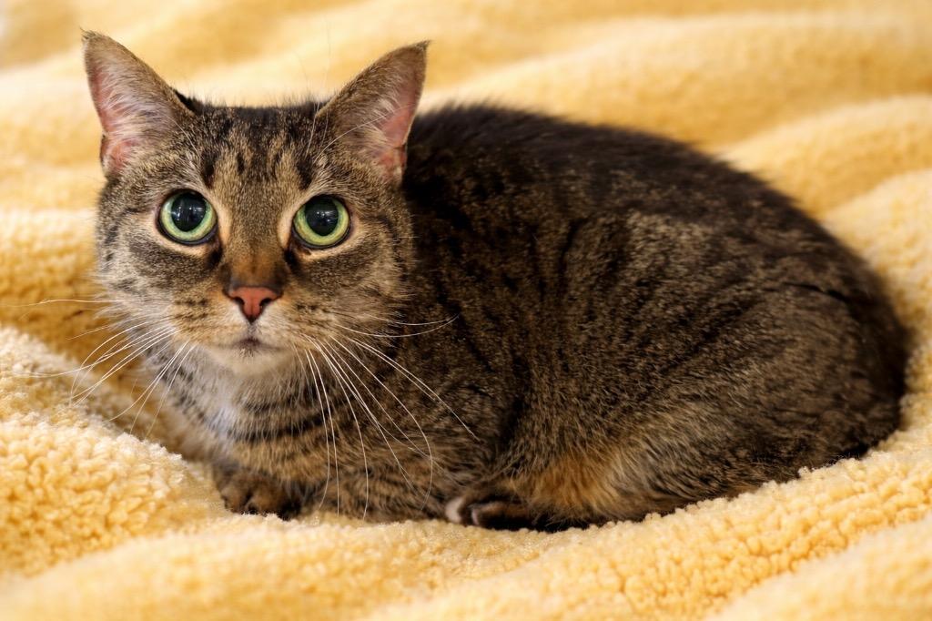 Tibs, Adoptable, Senior Female Domestic Short Hair.