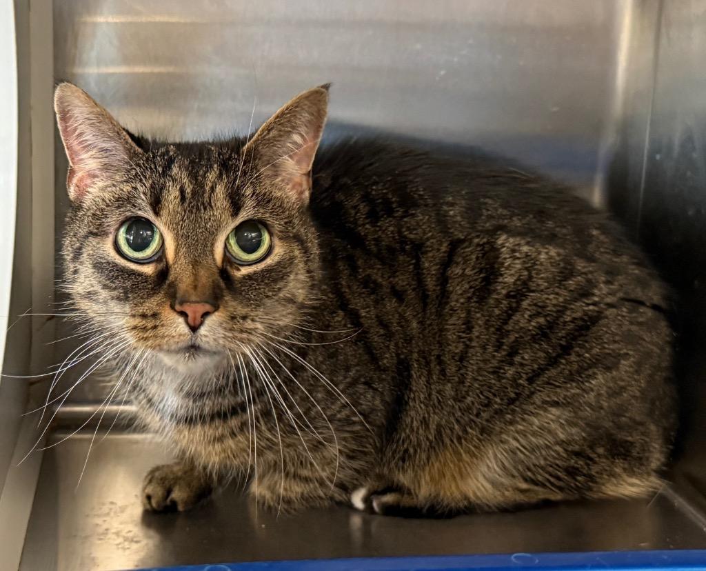 Tibs, Adoptable, Senior Female Domestic Short Hair.