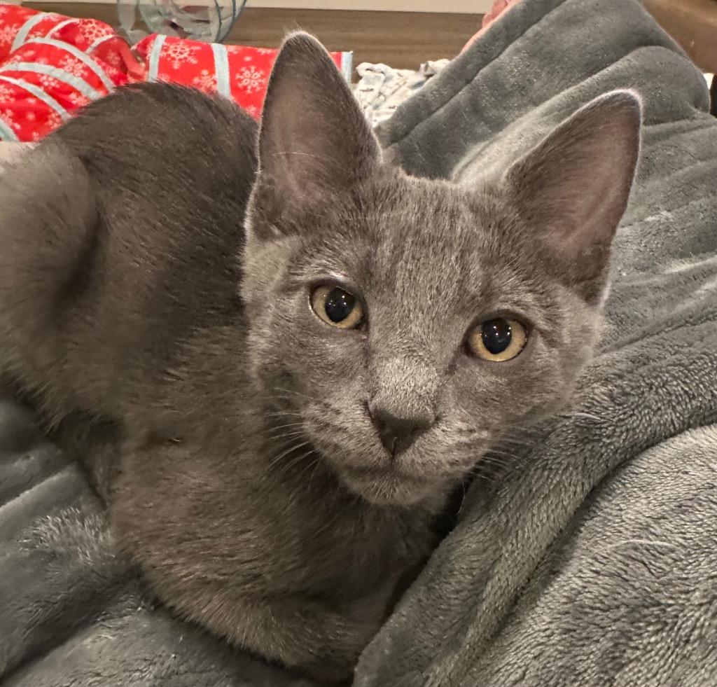 Pompadour / Bouffant, a Adoptable mixed breed in Peoria, AZ image 1/2