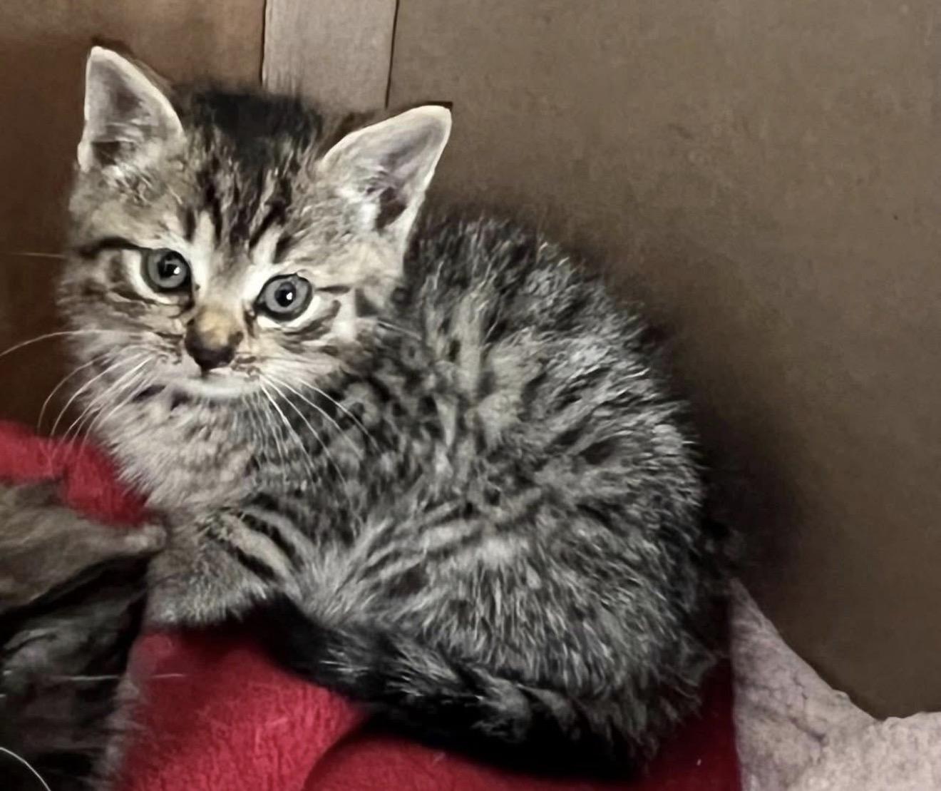 Lindor, ADOPTABLE, Kitten Female Domestic Short Hair.