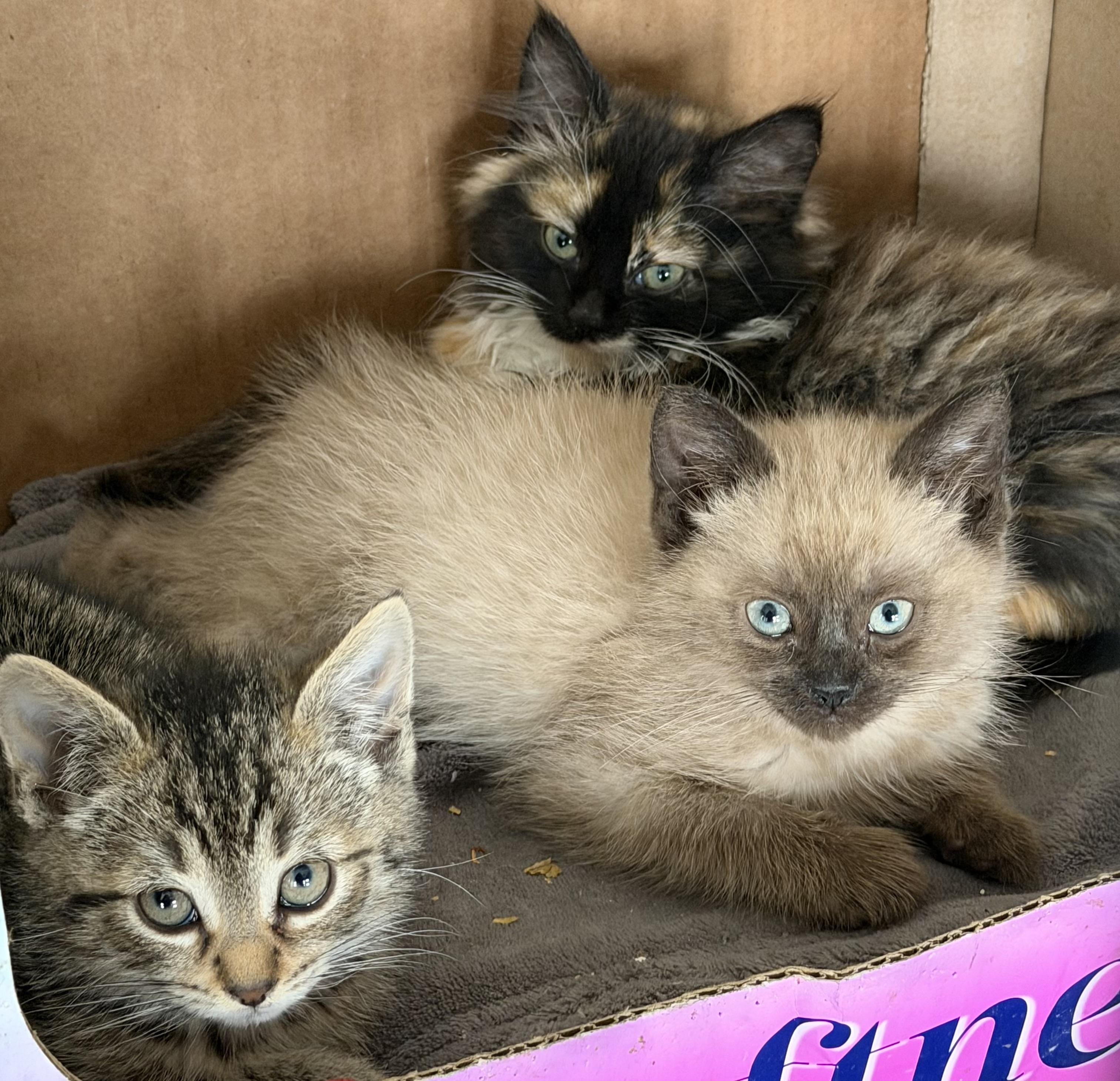 Enlarge Lindor, a ADOPTABLE Domestic Short Hair in Williamsville, NY image 2/2