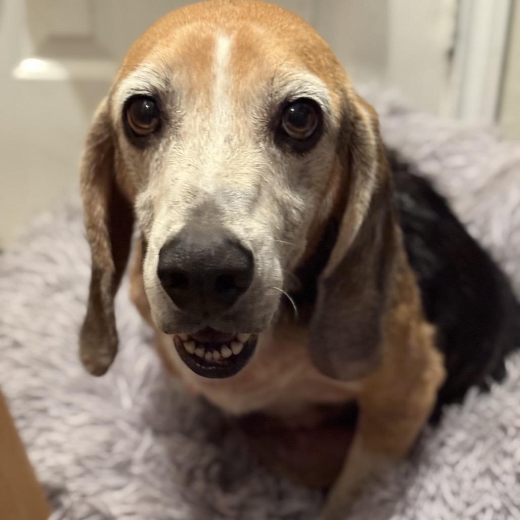 Toby, Adoptable, Senior Male Beagle.