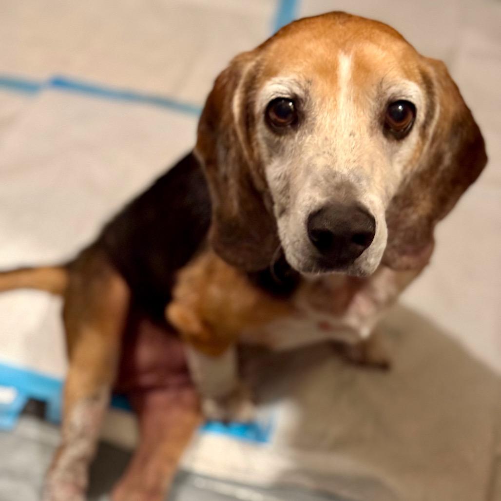 Toby, a Adoptable Beagle in Sparks, NV image 2/3