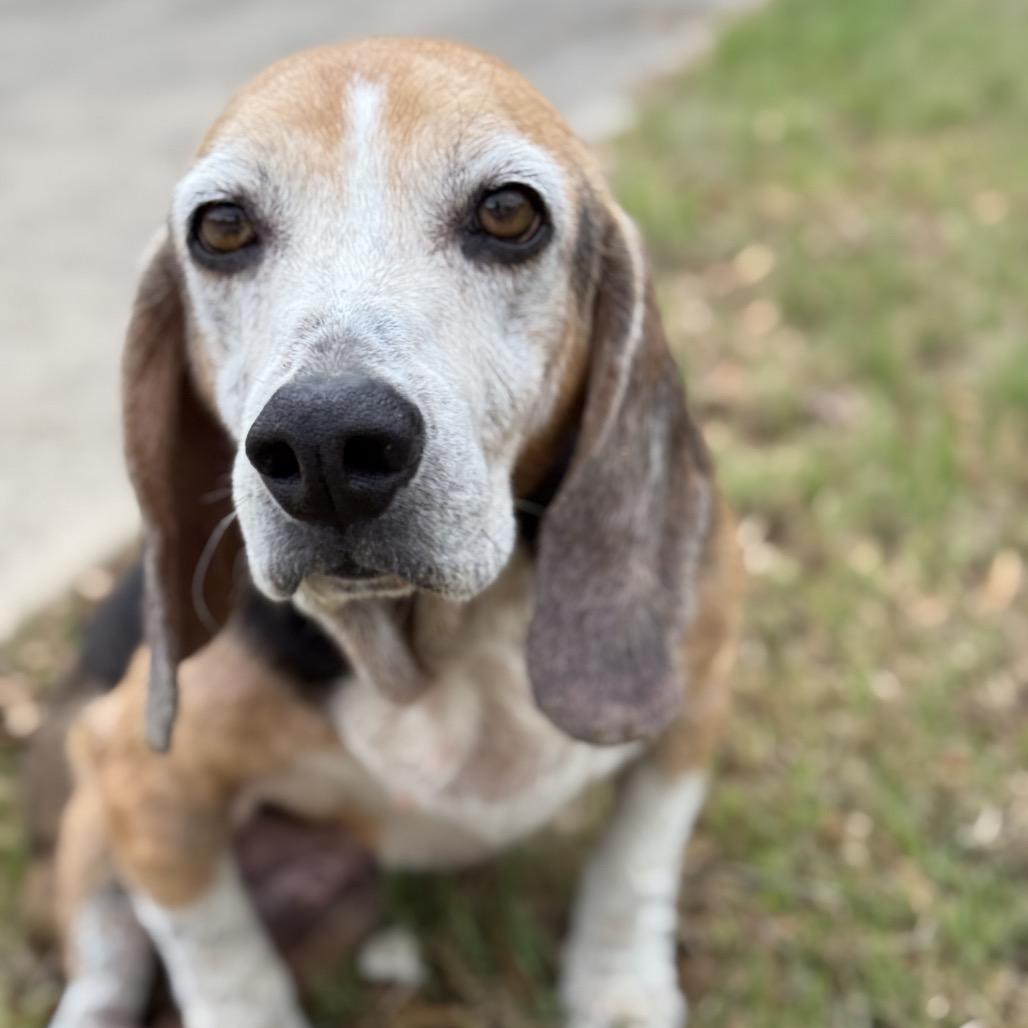 Toby, a Adoptable Beagle in Sparks, NV image 3/3