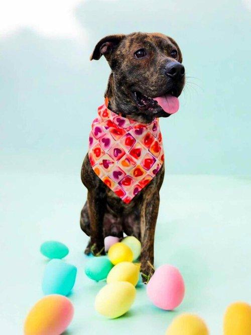 Valor, adopted, Young Male Bull Terrier.