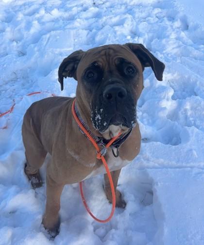 Honey, Adoptable, Adult Female Boerboel & Mixed Breed.