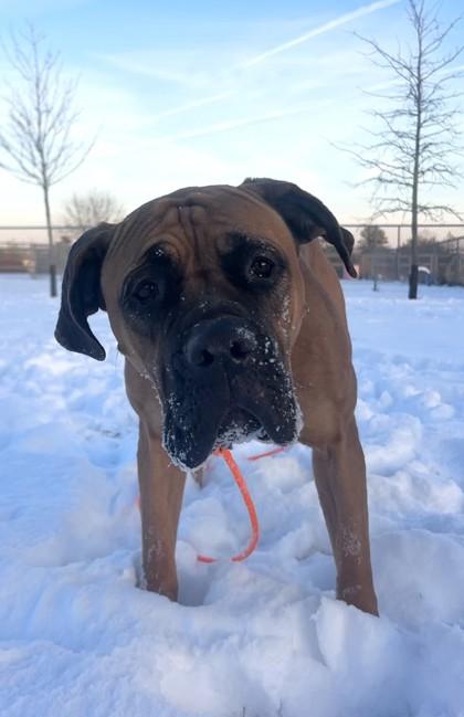 Honey, Adoptable, Adult Female Boerboel & Mixed Breed.
