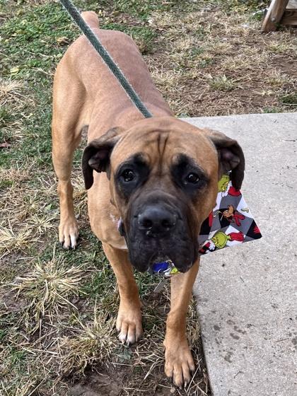 Honey, a Adoptable mixed breed in Quakertown, PA image 2/3