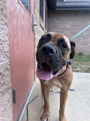 Honey, a Adoptable mixed breed in Quakertown, PA image 3/3