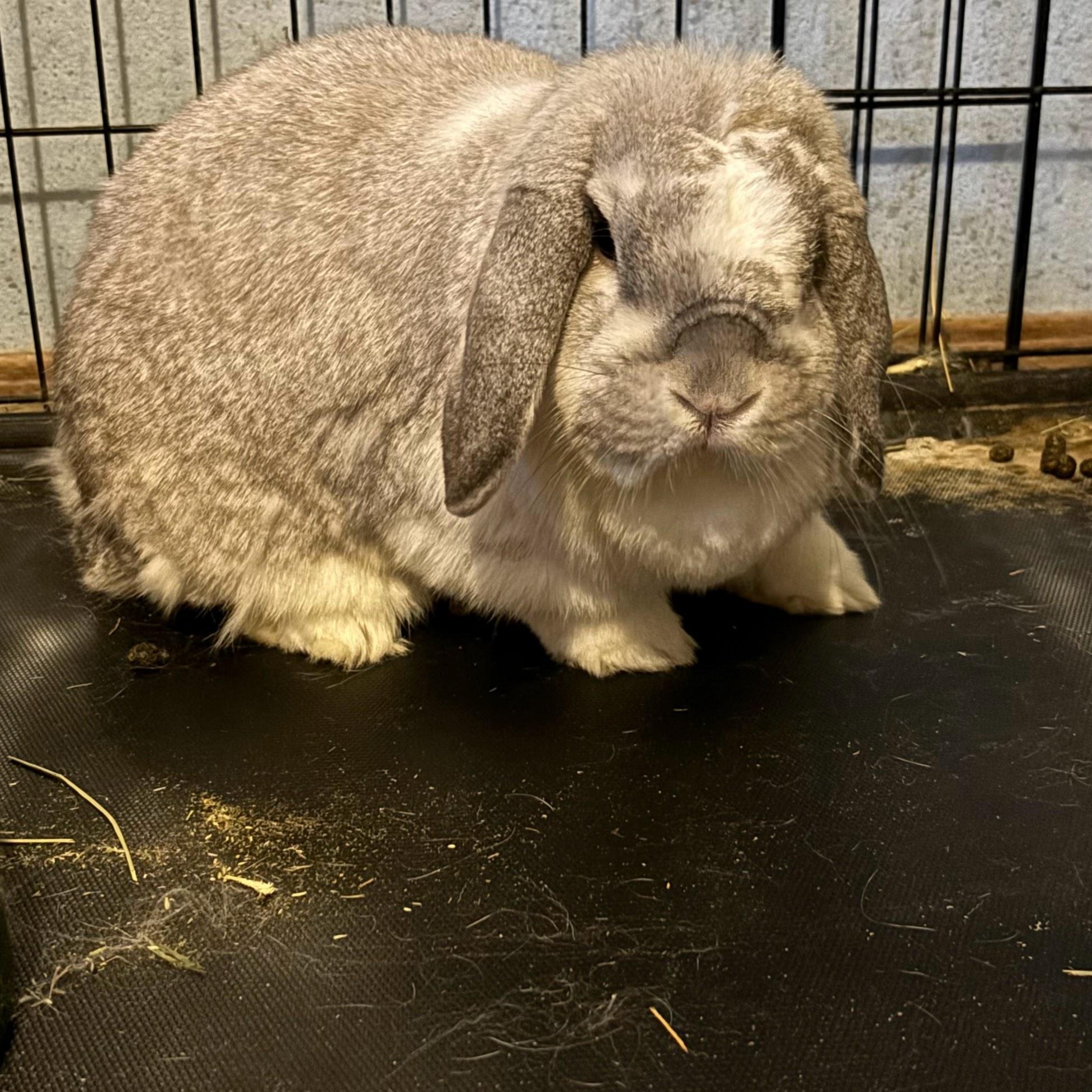 Poppy and Willow (COURTESY LISTING), a Adoptable Holland Lop in Stanwood, WA image 4/4