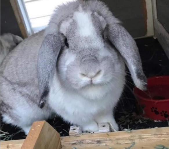 Poppy and Willow (COURTESY LISTING), a Adoptable Holland Lop in Stanwood, WA image 1/4