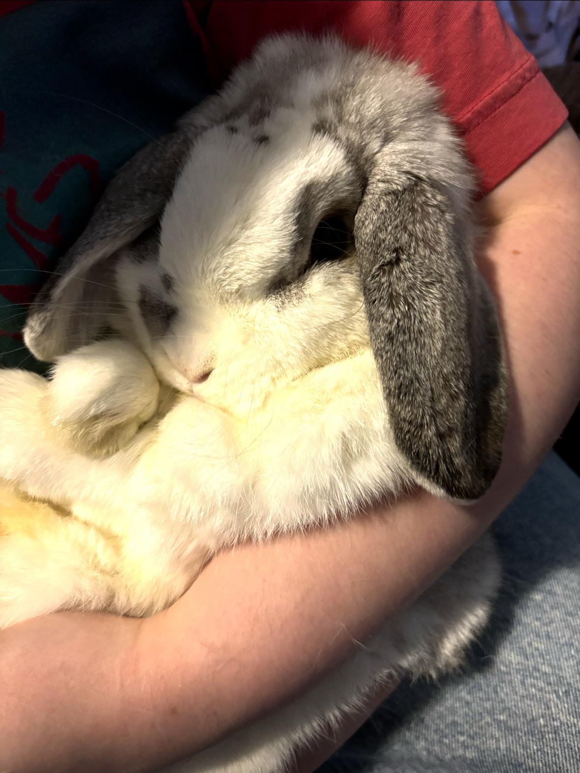 Poppy and Willow (COURTESY LISTING), a Adoptable Holland Lop in Stanwood, WA image 2/4