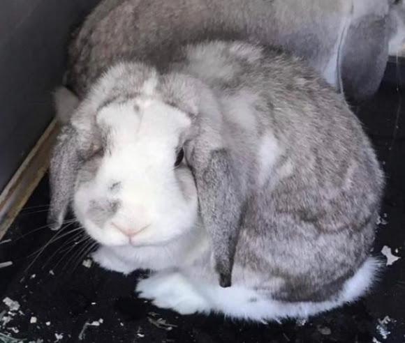 Poppy and Willow (COURTESY LISTING), a Adoptable Holland Lop in Stanwood, WA image 3/4